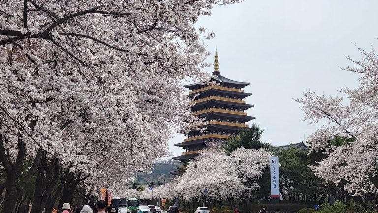 2026 국내 벚꽃 명소 총정리 | 개화시기부터 진해·경주 완벽 가이드