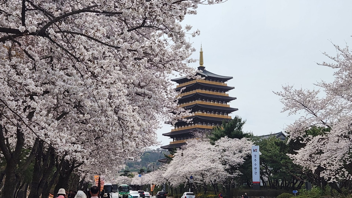 2026 국내 벚꽃 명소 총정리 | 개화시기부터 진해·경주 완벽 가이드 3번 사진
