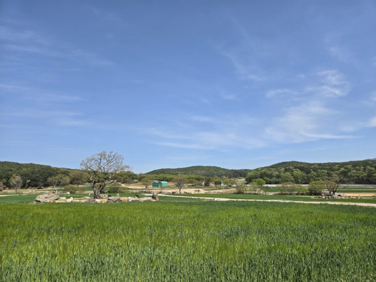 통도사 청보리밭 유채꽃 명소 방문 후기 | 2026 봄 드라이브 추천
