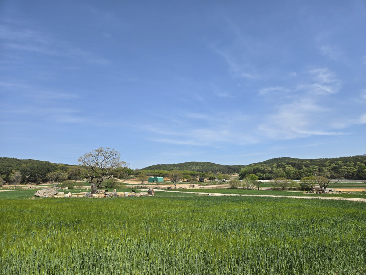 통도사 청보리밭 유채꽃 명소 방문 후기 | 2024 봄 드라이브 추천 1번 사진