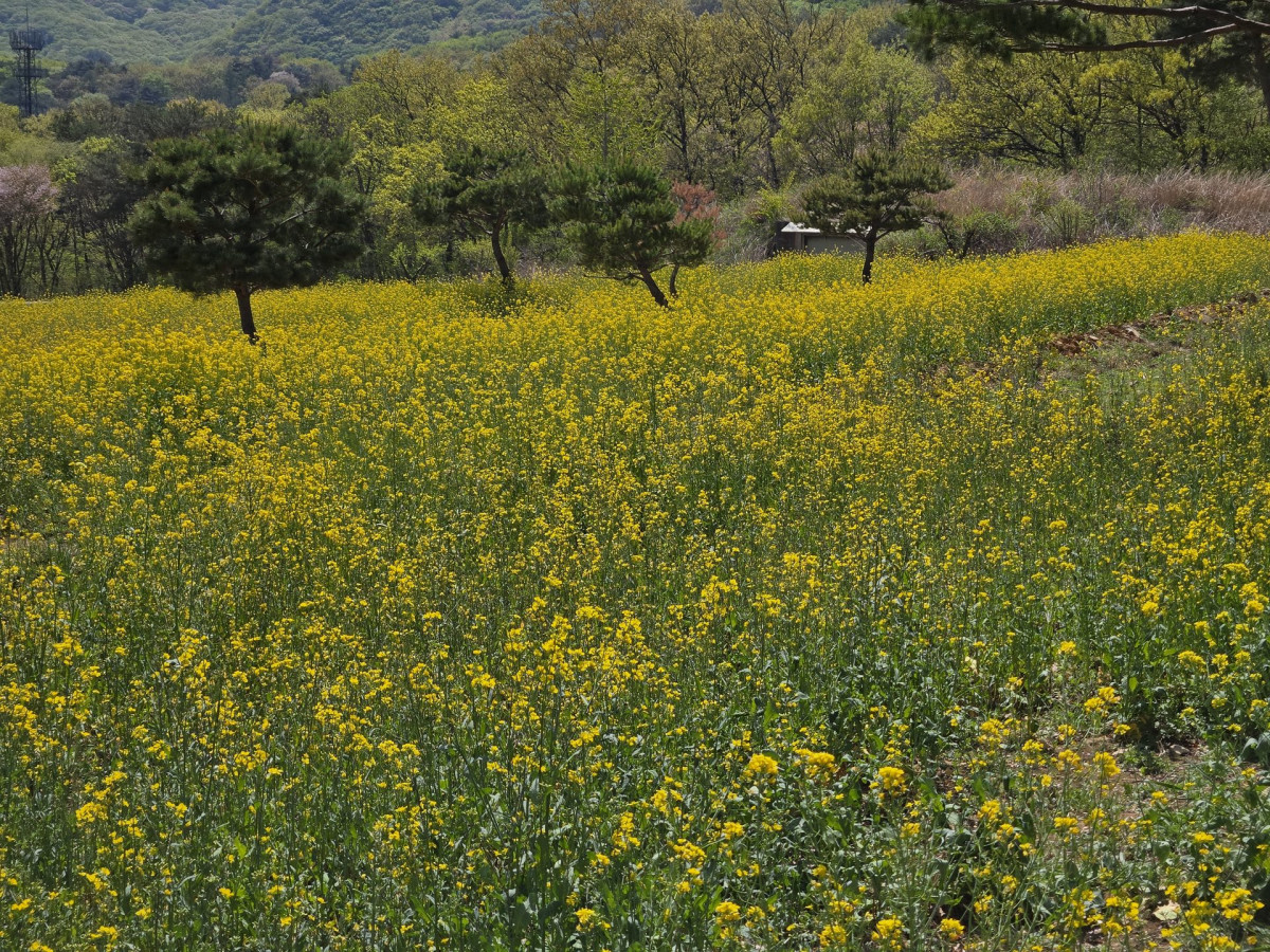 통도사 청보리밭 유채꽃 명소 방문 후기 | 2024 봄 드라이브 추천 7번 사진