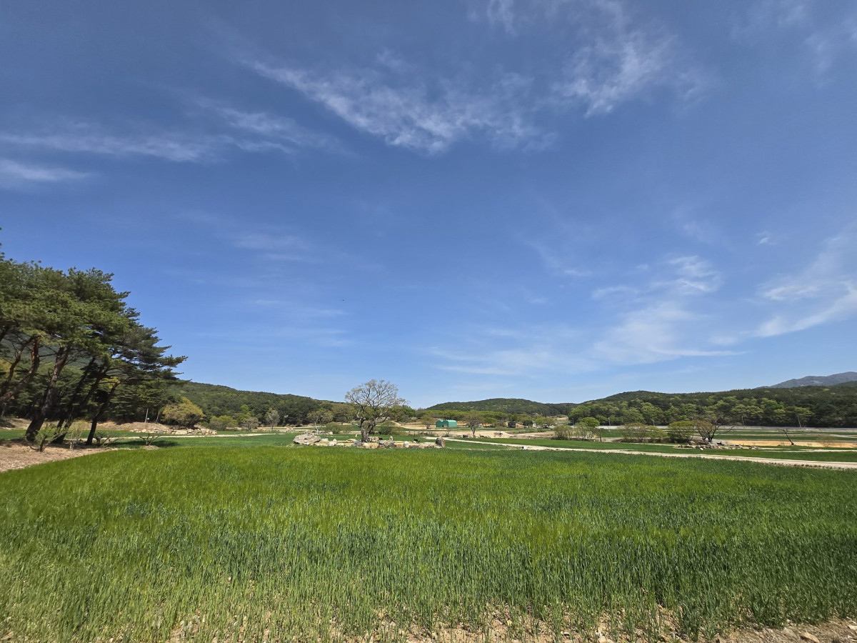 통도사 청보리밭 유채꽃 명소 방문 후기 | 2024 봄 드라이브 추천 2번 사진