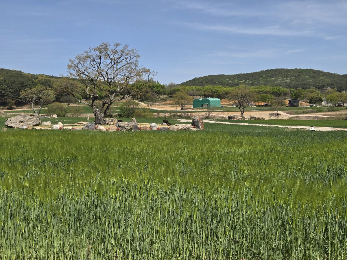 통도사 청보리밭 유채꽃 명소 방문 후기 | 2024 봄 드라이브 추천 3번 사진
