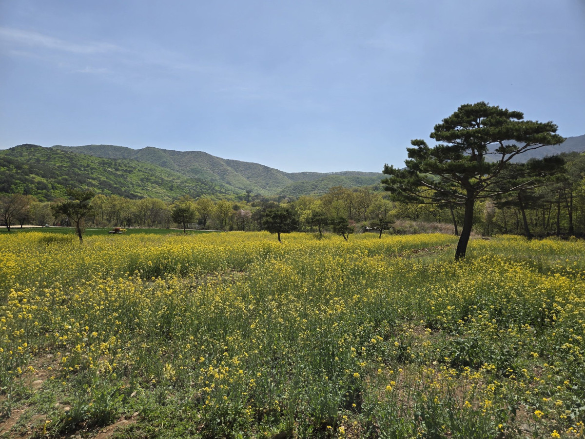 통도사 청보리밭 유채꽃 명소 방문 후기 | 2024 봄 드라이브 추천 6번 사진