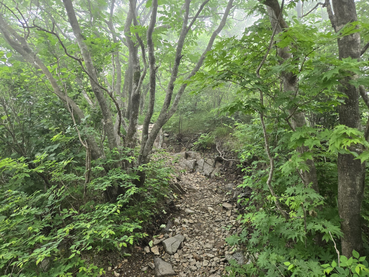 울산 출장중 가지산 등산하기 (석남터널 최단코스 후기) 15번 사진
