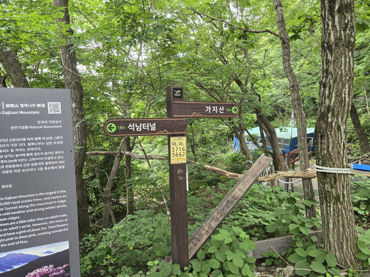 울산 출장중 가지산 등산하기 (석남터널 최단코스 후기) 9번 사진
